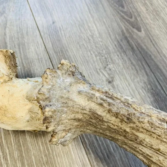 Naturally Shed Wild Moose Antler (Horn, Knife, Carving, Chew, Taxidermy) Full - Picture 6 of 16